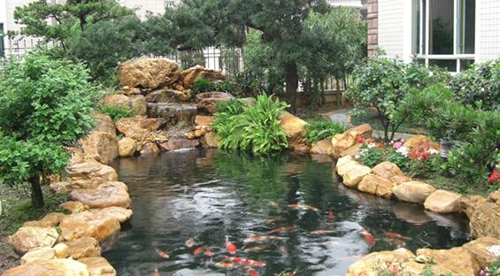 锦鲤在鱼缸里和什么鱼混养,锦鲤在鱼缸里的最佳养殖方法