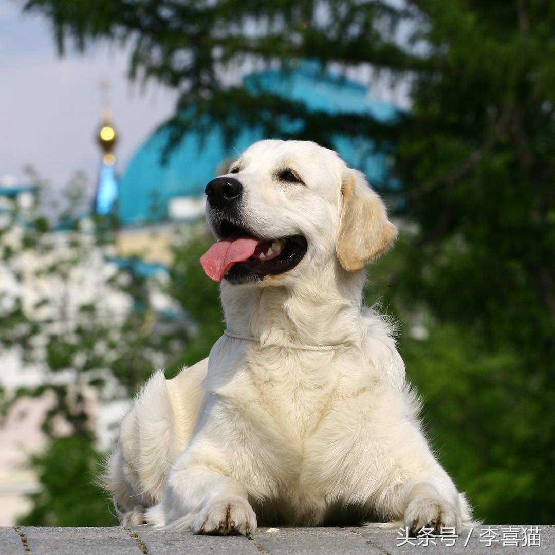 被狗狗咬伤一定要打狂犬疫苗吗？狂犬病的这些小知识需要掌握