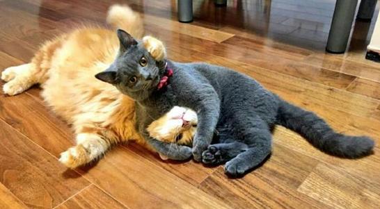 攻击性强的猫,猫被打后有攻击性