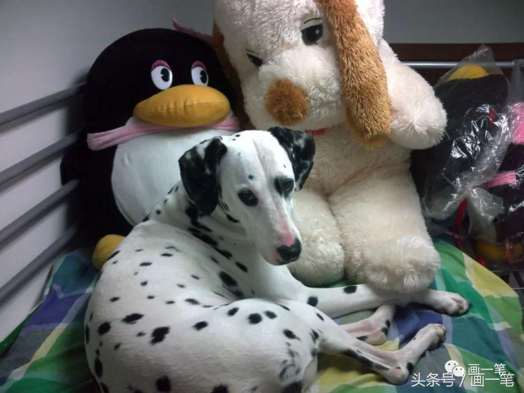 姘寸瑪鐢绘枒鐐圭嫍鍥剧墖澶у叏,鏂戠偣鐙楀褰㈢畝绗旂敾