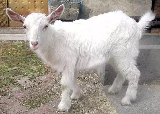 养羊出羊痘是怎么回事,小羊痘怎么治疗最有效