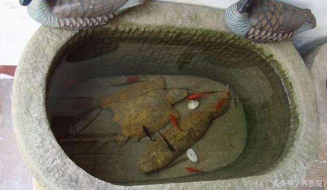 南方养什么观赏鱼不吃水草,南方适合养什么观赏鱼