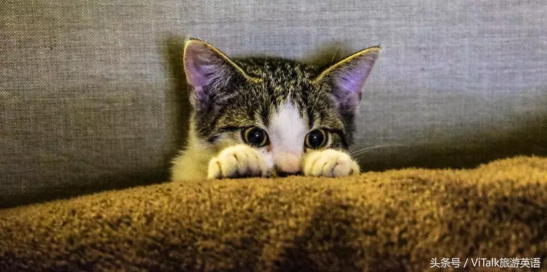 必看撸猫的正确方式,撸猫必学