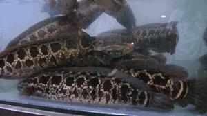 叶县齐祺渔锅团购,齐祺渔锅叶县地址