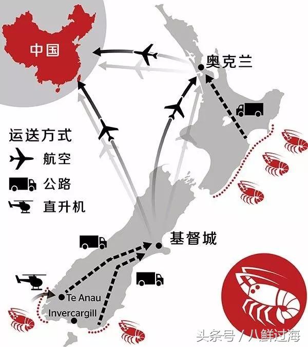 新西兰红色岩龙虾,新西兰岩龙虾介绍