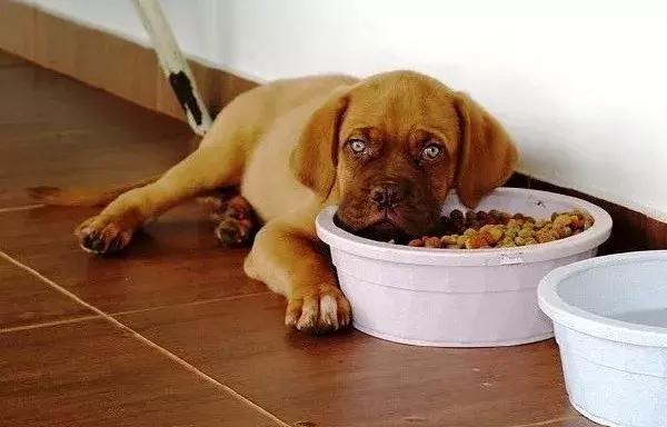 狗狗长虫子了吃什么药,狗狗长虫了用啥洗澡