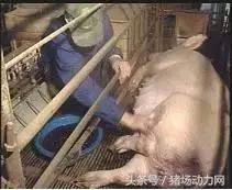 哺乳母猪的饲养管理要点有哪些,母猪临产前的保健流程和方法