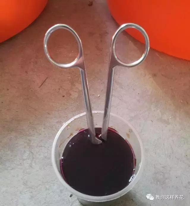 绿萝烂根之后的土还能养多肉吗,水培绿萝烂根用盐水消毒可以么