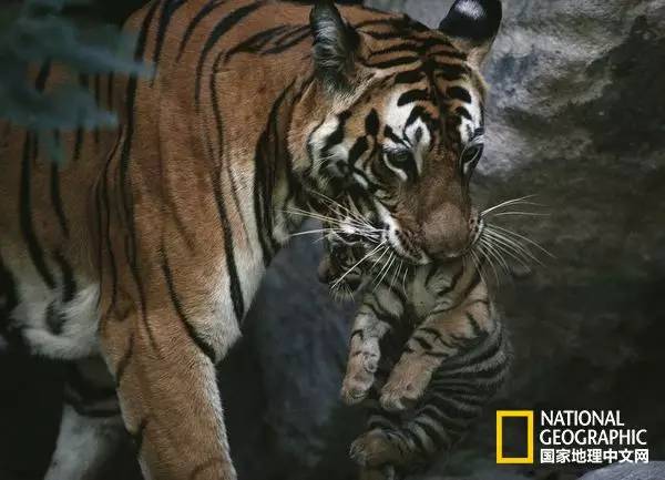 国家地理历史解密,国家地理老虎的复仇