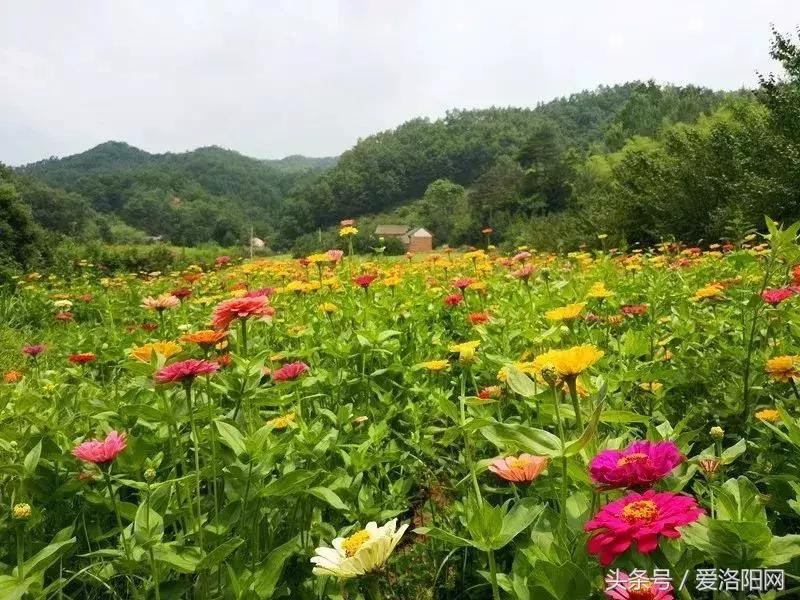 嵩县这条鲜为人知的绝美路线，隐秘在山林间，高速免费不容错过！