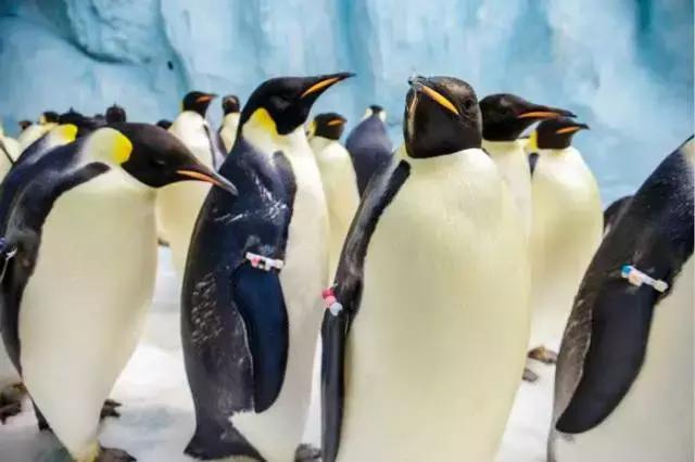 暑期陪娃游长隆海洋王国,这个暑假去珠海海洋王国多人吗