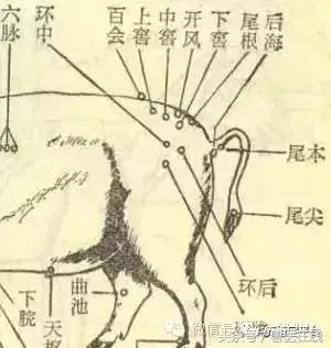 99%兽医都犯过的错｜给猪注射不简单，这7种方式和4大事项必掌握