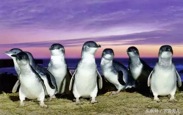 这个冬天让我们相约南半球的澳洲,旅行我的澳洲之旅