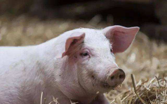 母猪尿频吃什么药,母猪尿石灰尿用什么药