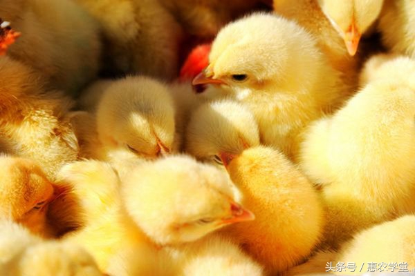 夏天鸡呼吸道病的症状,鸡夏季呼吸道疾病