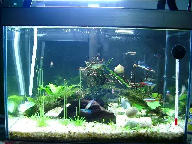 鱼缸的粪便怎么处理干净,鱼缸的粪便什么鱼可以处理