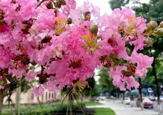 双流新增公园,双流新城区有哪些公园