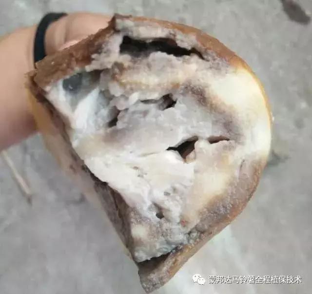 马铃薯苗期预防哪些病虫害,马铃薯生长期怎么防病