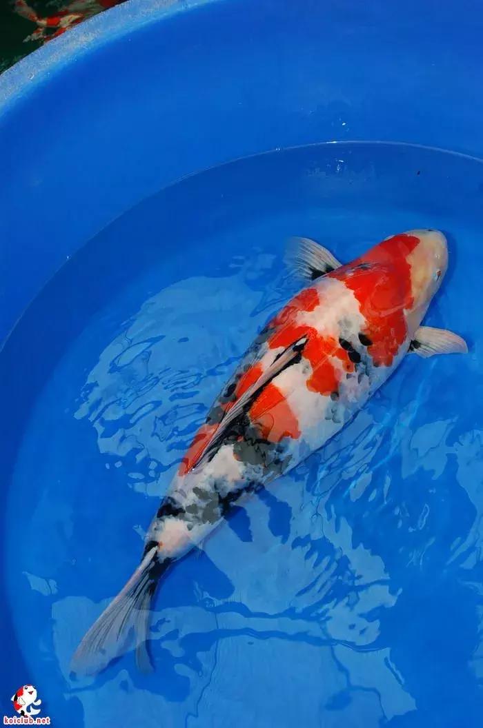 锦鲤知识分享锦鲤饲养经验,一位鱼友和锦鲤的春夏秋冬