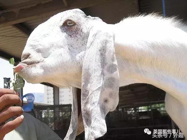 被沙特土豪炒到6万美刀一只的选美级羊咩咩……就长这个鬼样？！