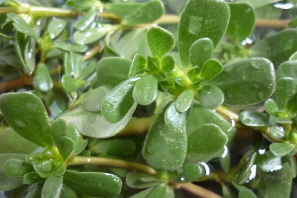 华药季泉禧芝源,华药季泉蜗牛修复精华