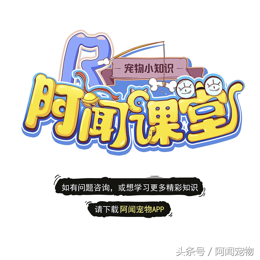 没养过猫狗的孕妇会感染弓形虫吗,孕期需要给猫狗做几次弓形虫检查