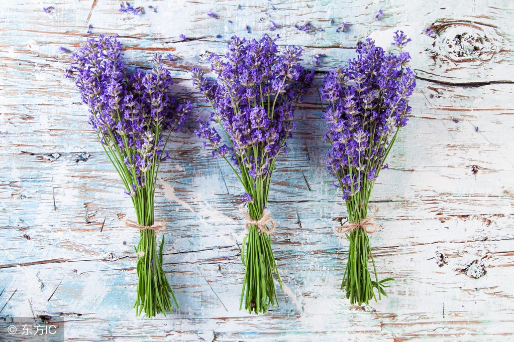 薰衣草原来有这么多好处！看来我们需要重新认识一下