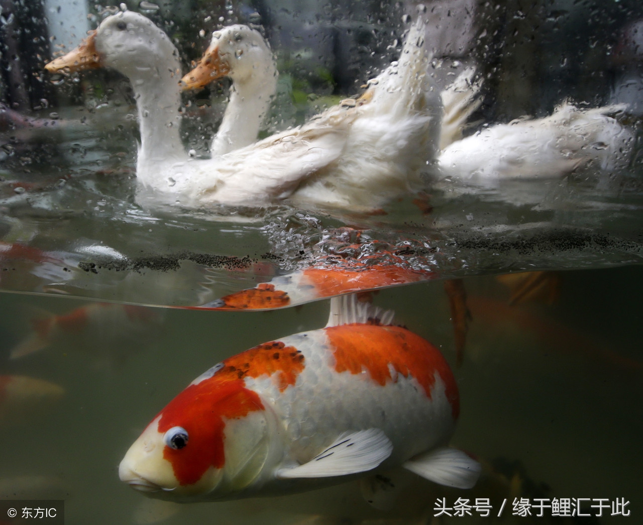 维生素c对锦鲤的作用和功效,维生素对鱼有什么作用