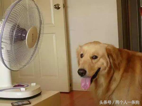 夏季狗狗中暑死亡,夏季狗狗中暑了可以吃什么药