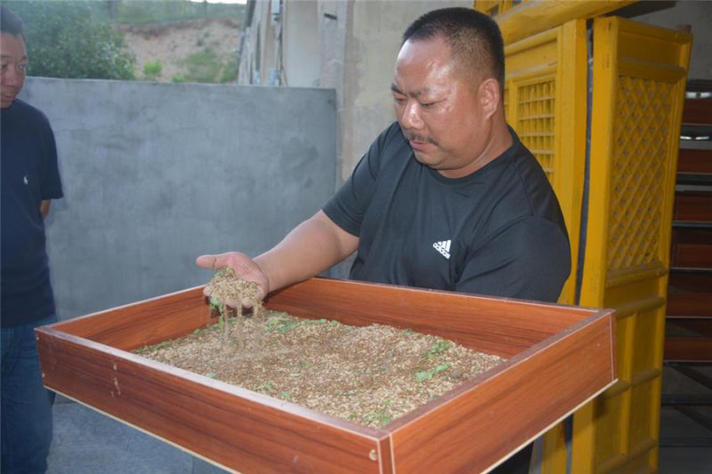 刘梁峁村荒山里“刨金”小蝎子养成大产业