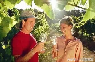 黄葡萄酒的好处,黄葡萄酒和红葡萄酒哪个好