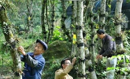 铁皮石斛花好养吗,铁皮石斛怎么养才长得好