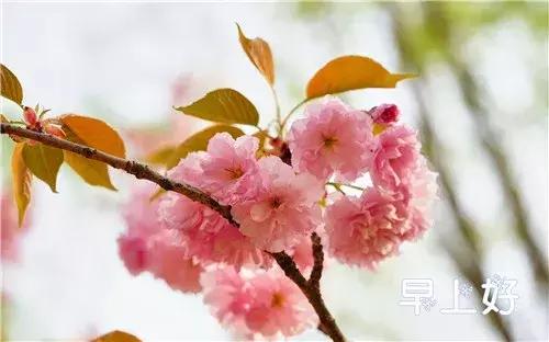 早上好配图鲜花表情图,鲜花祝福表情包早上好