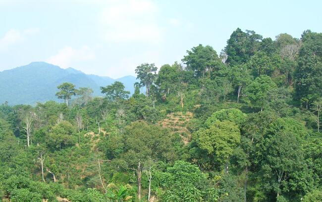 勐海县六大茶山茶叶,云南五大名茶叶山头