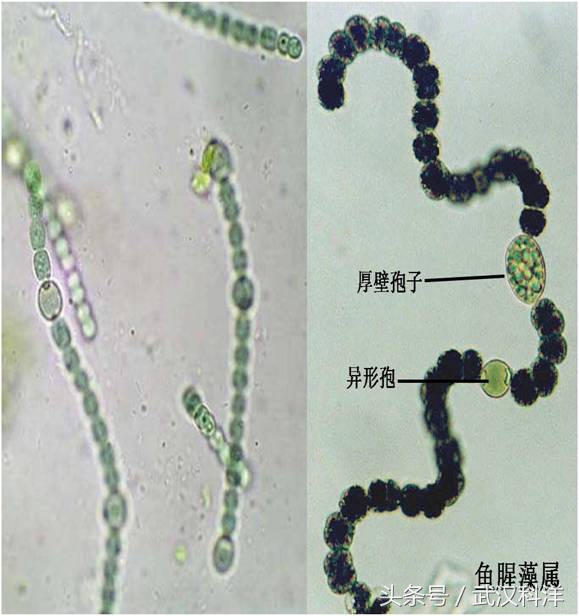海边常见藻类植物图片,藻类植物常见的有什么