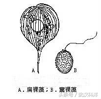 海边常见藻类植物图片,藻类植物常见的有什么