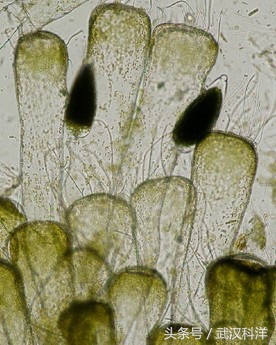 海边常见藻类植物图片,藻类植物常见的有什么