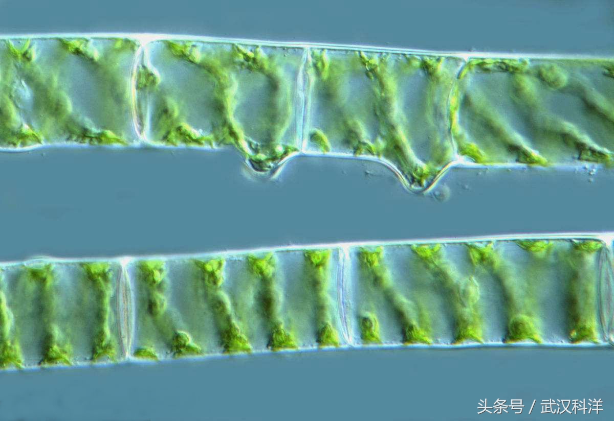 海边常见藻类植物图片,藻类植物常见的有什么