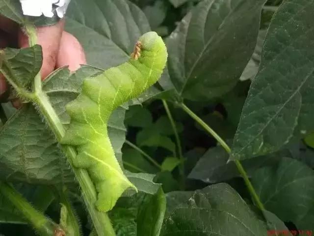 连云港特产排行榜前十名,连云港最全特产