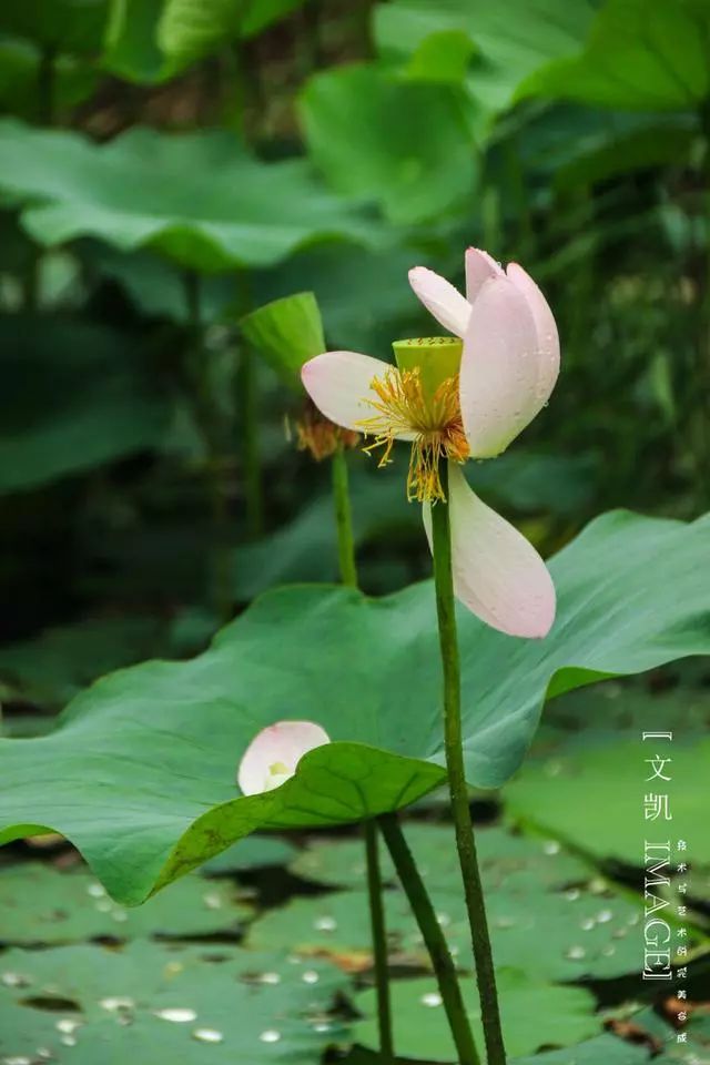 有没有一句你喜欢的但是夏日荷花的清凉就藏在这些只言片语之中