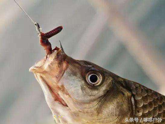 野钓鲫鱼技巧挂蚯蚓应该怎样调漂,新手怎么挂蚯蚓钓鱼