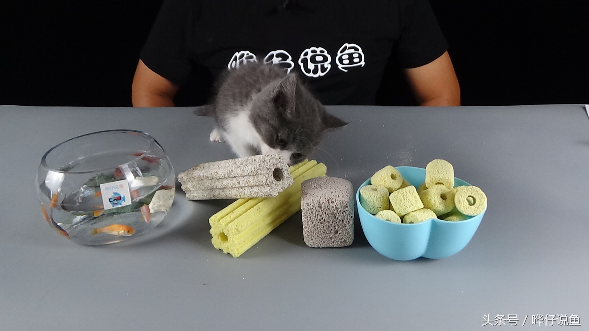 鱼缸细菌屋都需要什么,鱼缸细菌屋都有什么