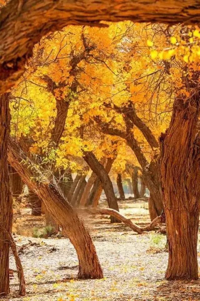 疆北自驾游线路图,全疆大环线自驾游最佳路线