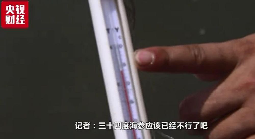 大连海参大量被热死损失了多少钱,大连气温太高造成海参死亡事件