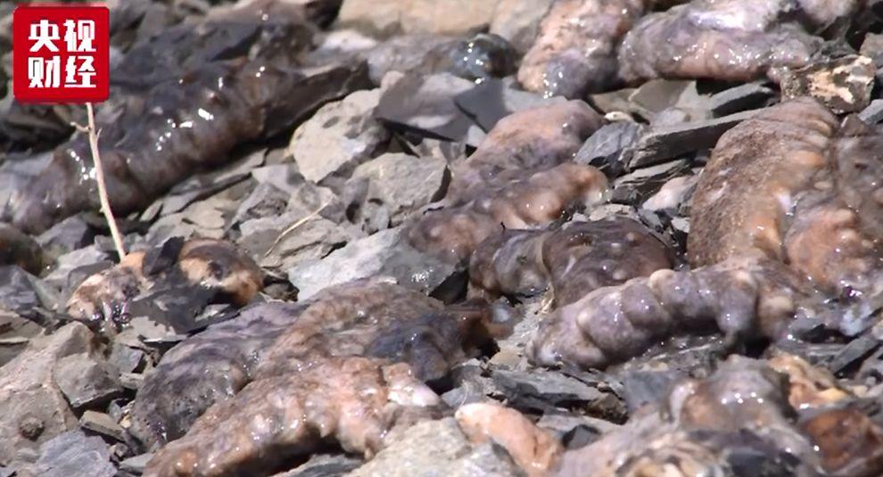 大连海参大量被热死损失了多少钱,大连气温太高造成海参死亡事件