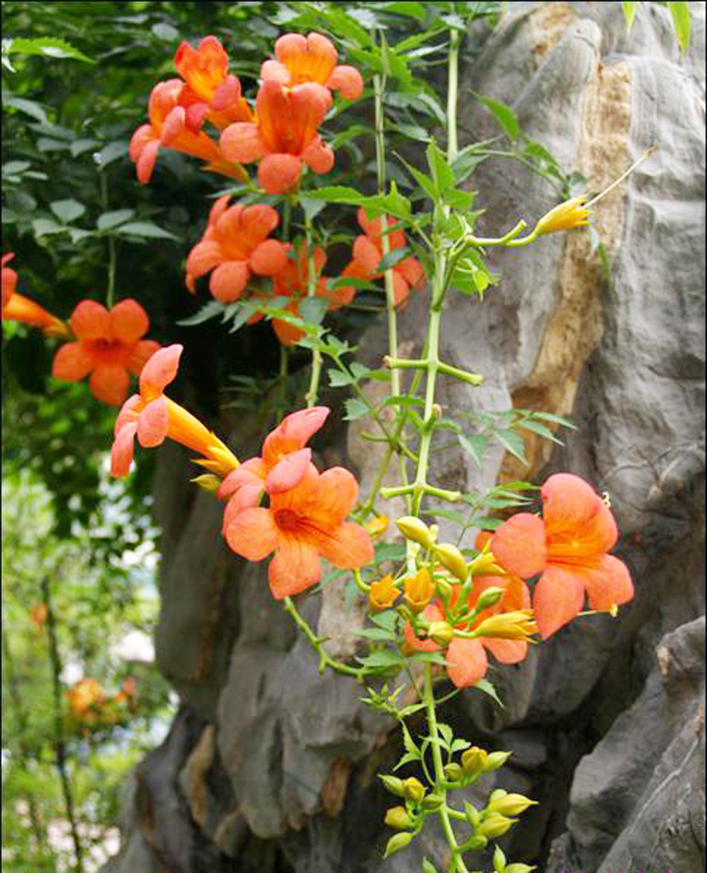 二泉听曲，寄畅游园——《水墨江南篇》