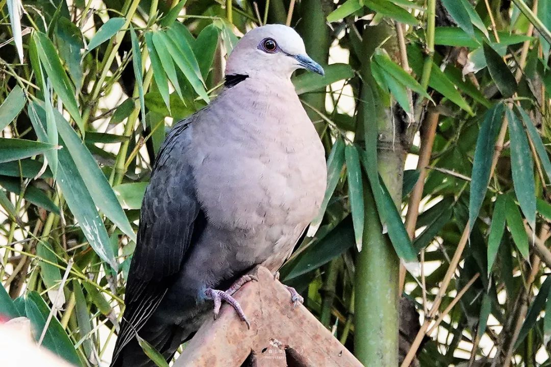 肯尼亚和坦桑尼亚哪个值得去,坦桑尼亚刚刚好之行