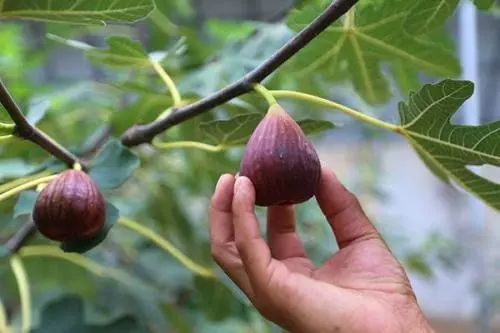 心动南充,四川无花果成熟