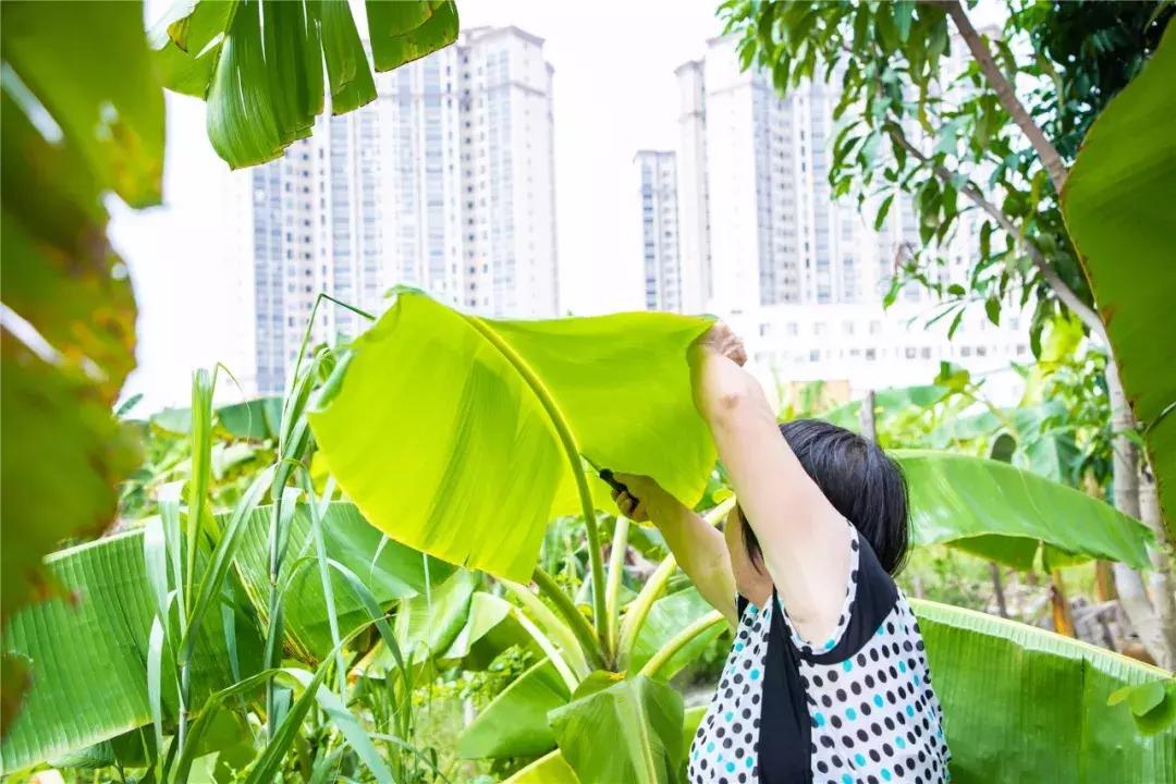 满满蕉叶情！这是麻涌人永远忘不掉的家乡味道