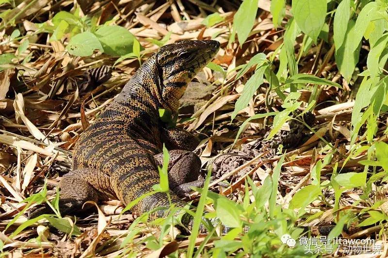 像海参又像虫子的东西是什么,像海参的虫子是什么